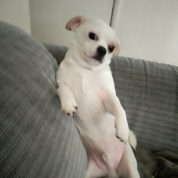 Meet your Posher, Tony - Picture 2 of 4